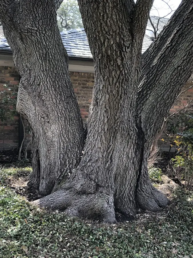 Mature heritage tree close to a Valparaiso property cared for by certified arborists